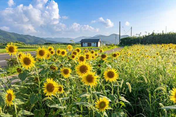 五島列島の夏を彩るひまわり畑と青空の絶景